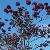 紫花风铃木各种规格齐全基地现货低价批发