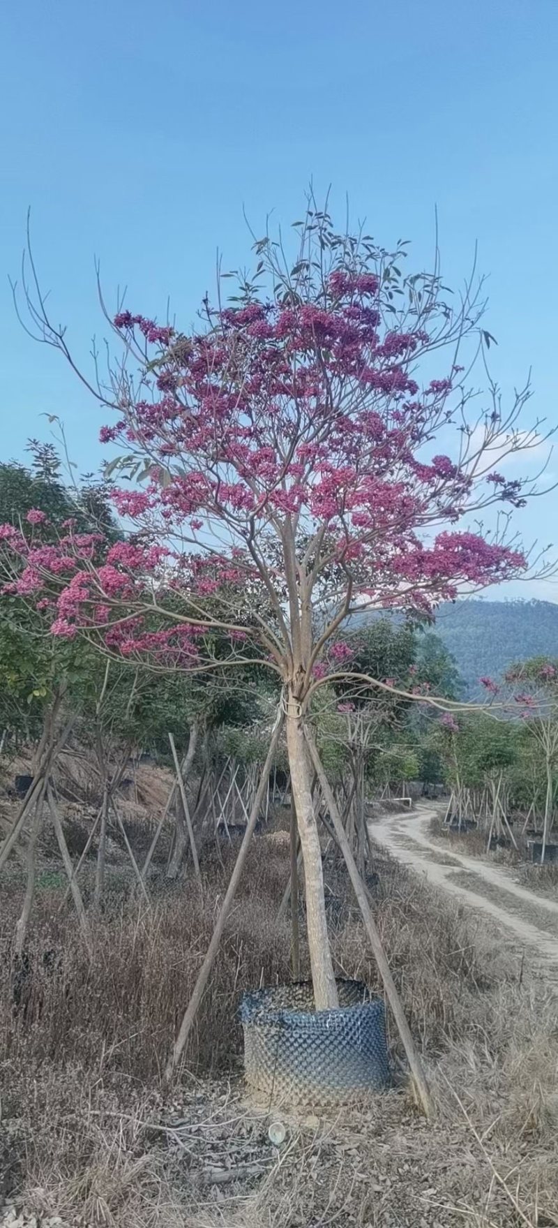 紫花风铃木各种规格齐全基地现货低价批发