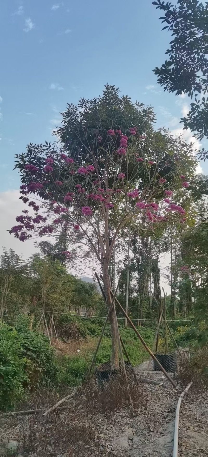紫花风铃木各种规格齐全基地现货低价批发