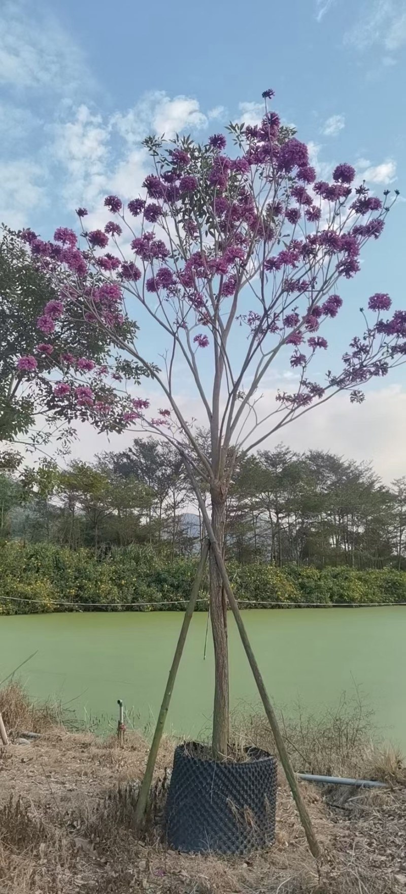 紫花风铃木各种规格齐全基地现货低价批发