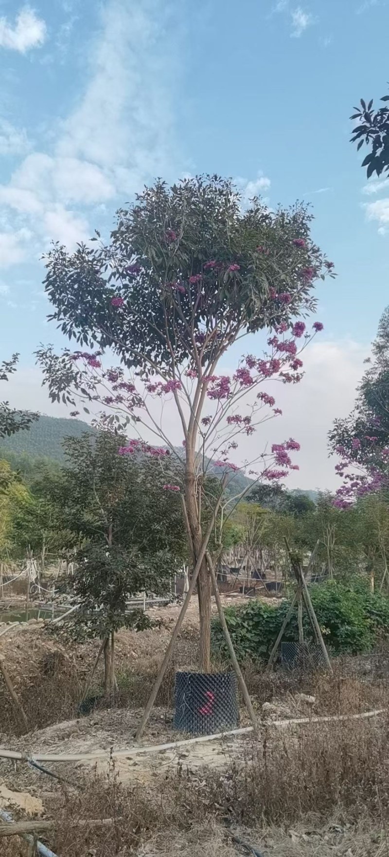 紫花风铃木各种规格齐全基地现货低价批发