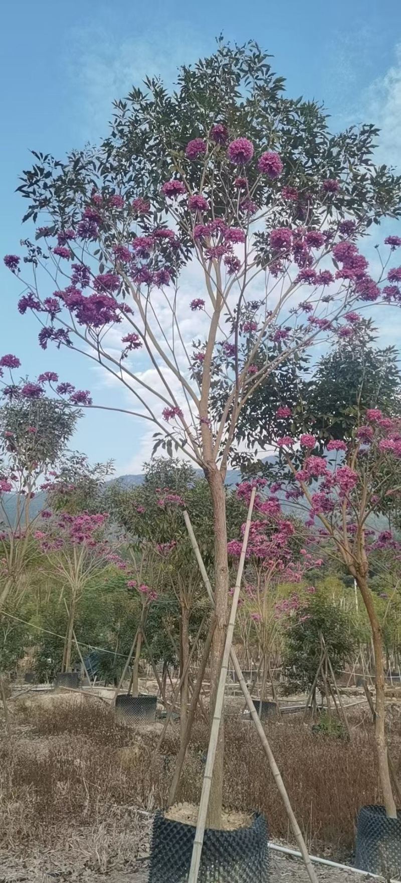 紫花风铃木各种规格齐全基地现货低价批发