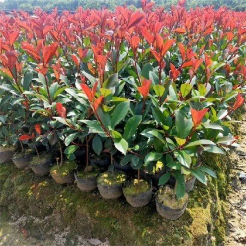 40公分红叶石楠苗色块绿篱景观彩叶树种