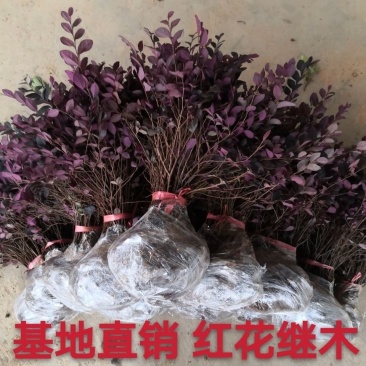 自家农田里的精品红花继木根系好低价出售中