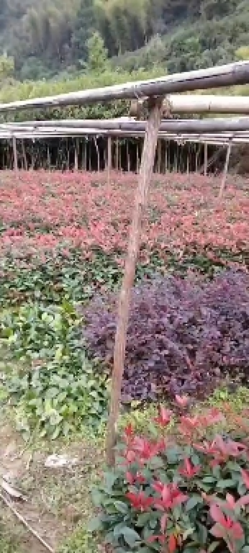 自家农田里的精品红花继木根系好低价出售中