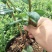 基地直销蓝莓苗都克蓝莓苗价格批发1-3年绿宝石蓝莓苗