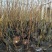 基地直销蓝莓苗都克蓝莓苗价格批发1-3年绿宝石蓝莓苗