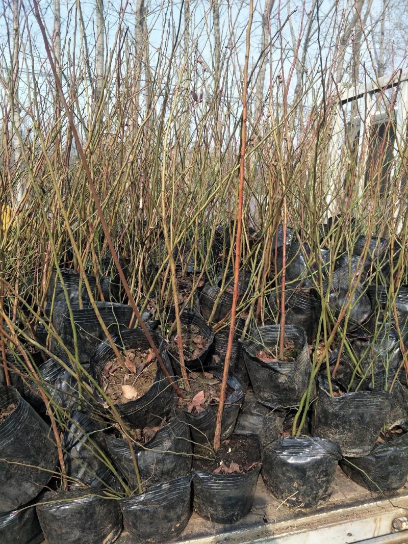 基地直销蓝莓苗都克蓝莓苗价格批发1-3年绿宝石蓝莓苗