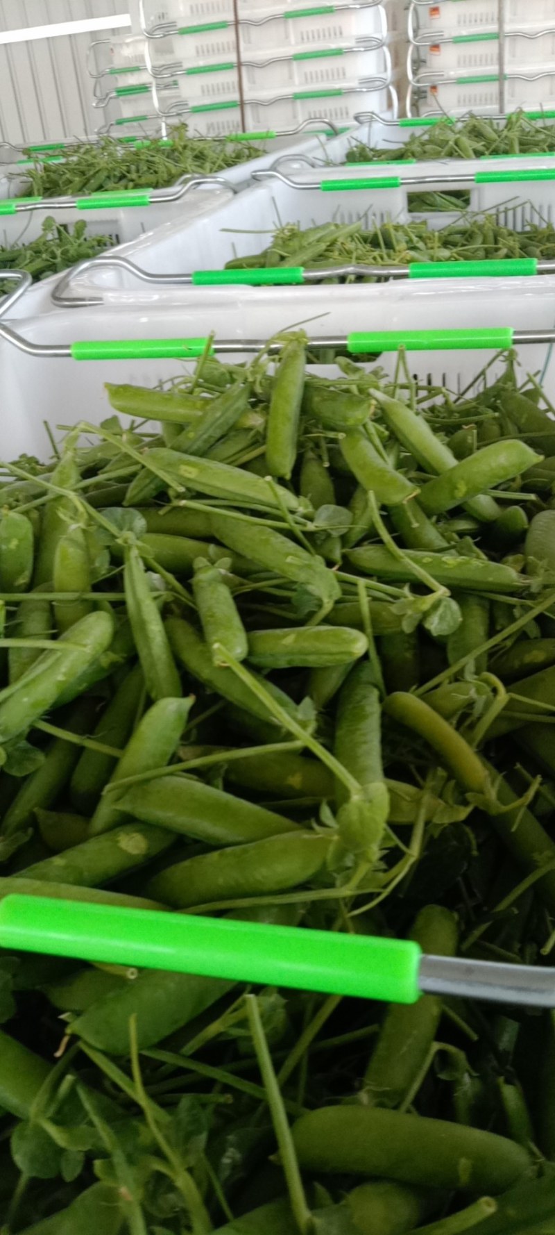 长寿仁豌豆，水果豌豆，青豌豆，场地直供，货源。