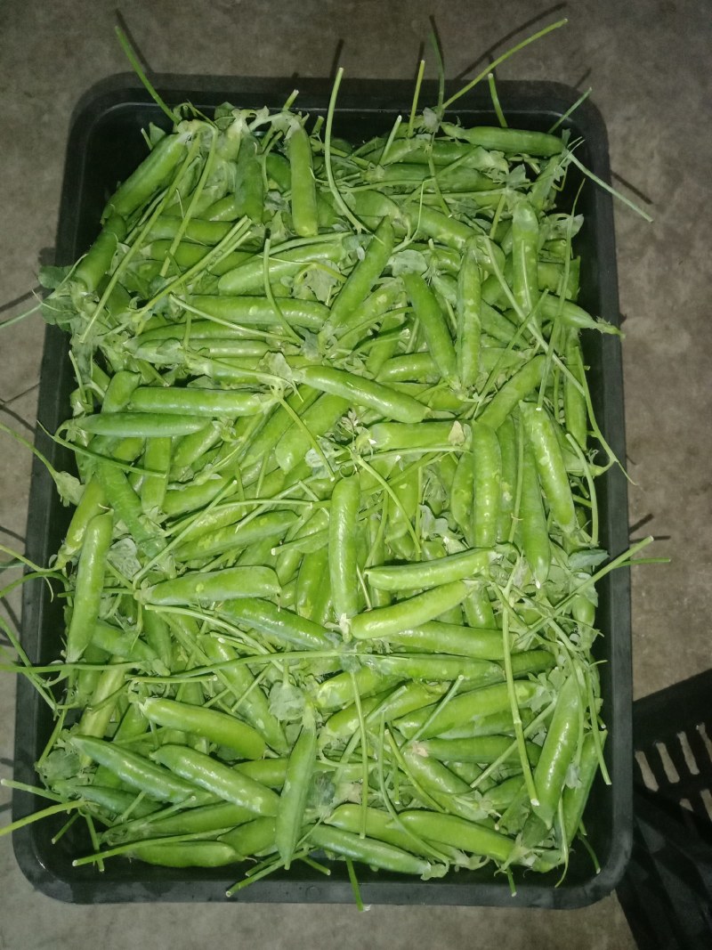 长寿仁豌豆，水果豌豆，青豌豆，场地直供，货源。
