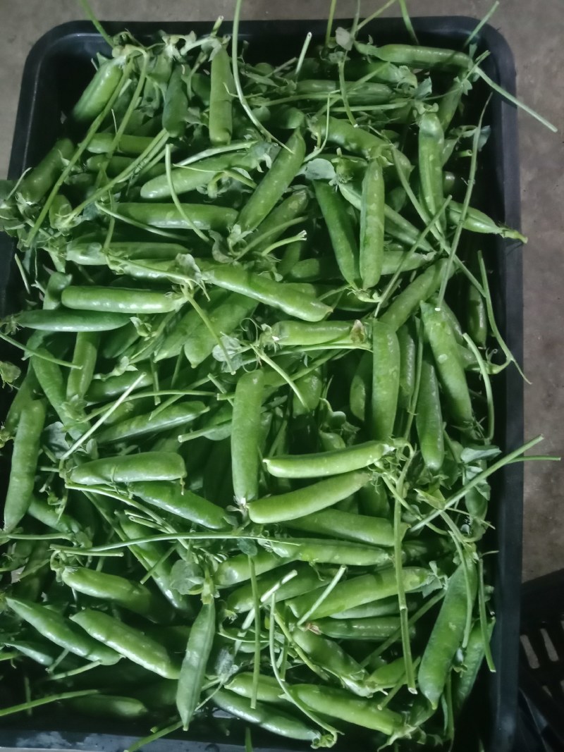 长寿仁豌豆，水果豌豆，青豌豆，场地直供，货源。