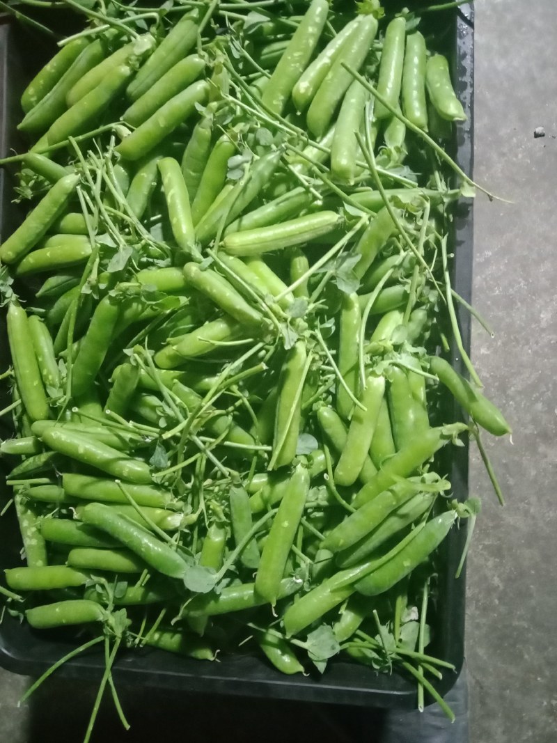 长寿仁豌豆，水果豌豆，青豌豆，场地直供，货源。