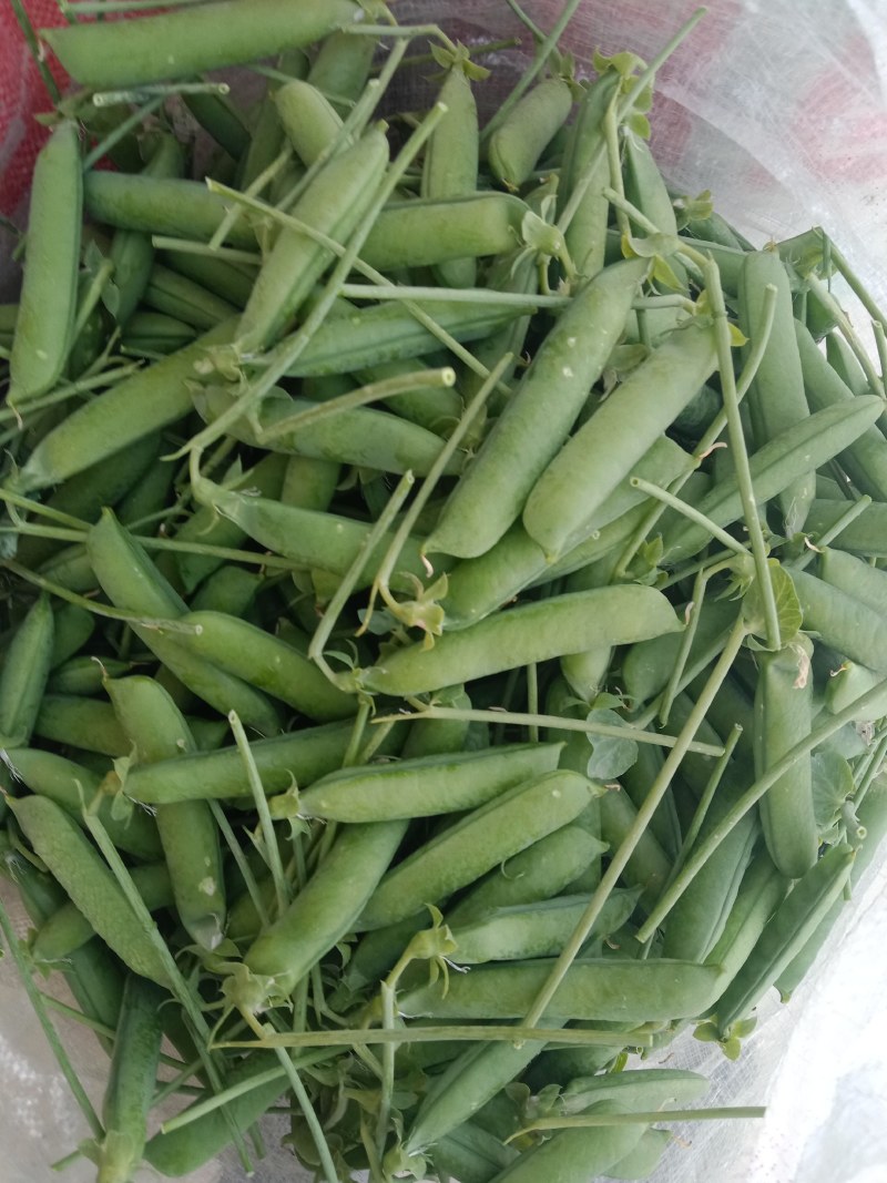 长寿仁豌豆，水果豌豆，青豌豆，场地直供，货源。