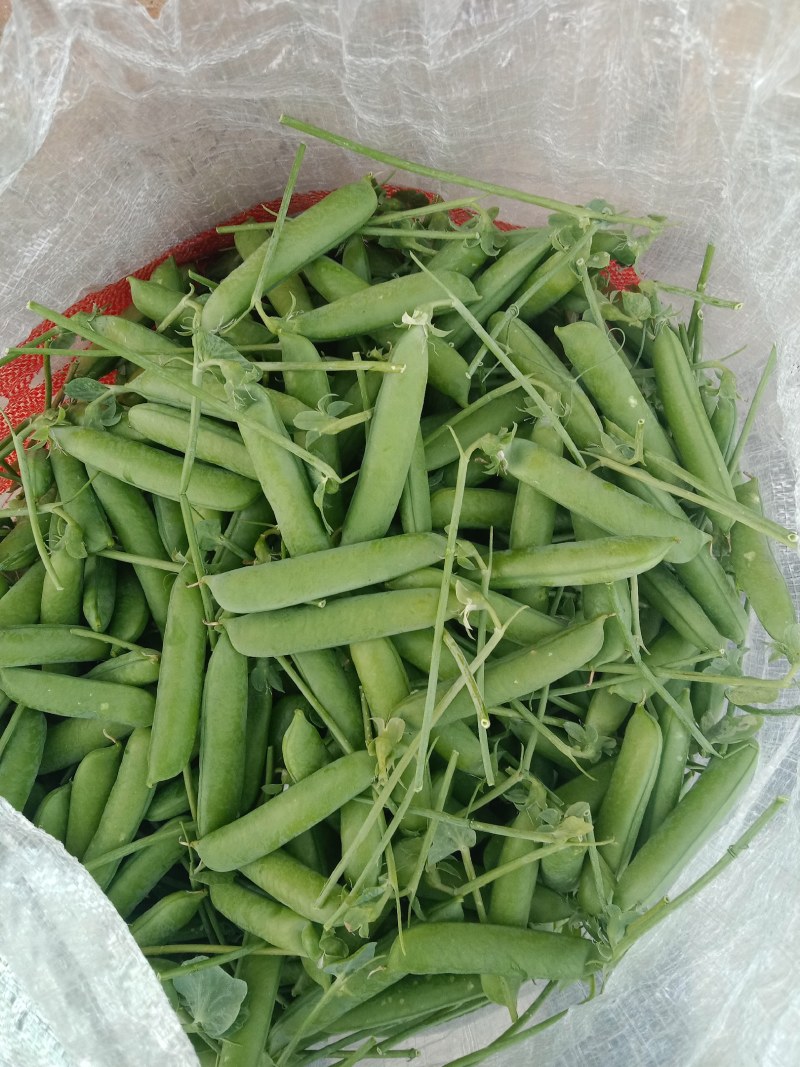 长寿仁豌豆，水果豌豆，青豌豆，场地直供，货源。