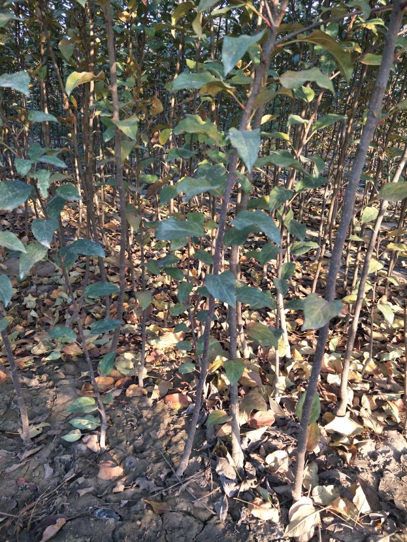 基地直销矮化苹果树苗价格红肉维那斯黄金苹果苗价格