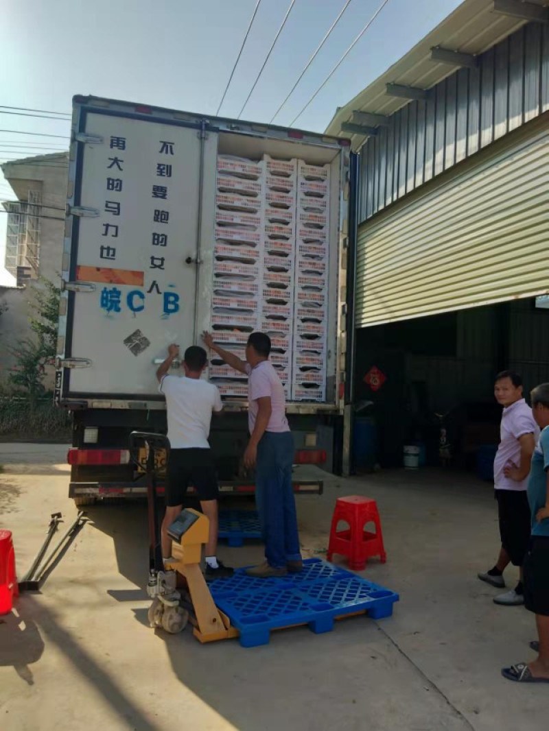 阳光玫瑰葡萄，各种包装，纸箱，胶框，全套辅材，冷库。