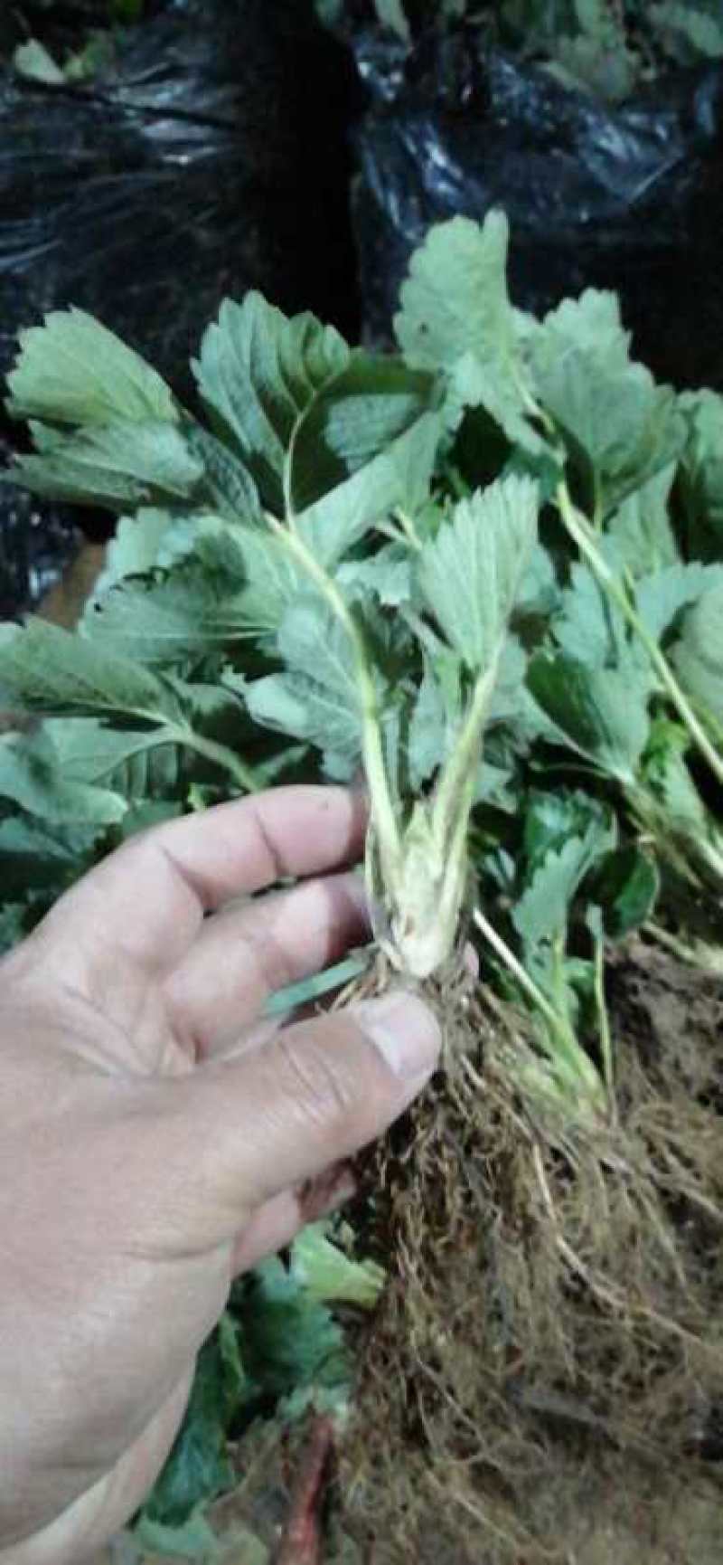 基地直销优质草莓苗章姬草莓苗批发奶油草莓苗价格