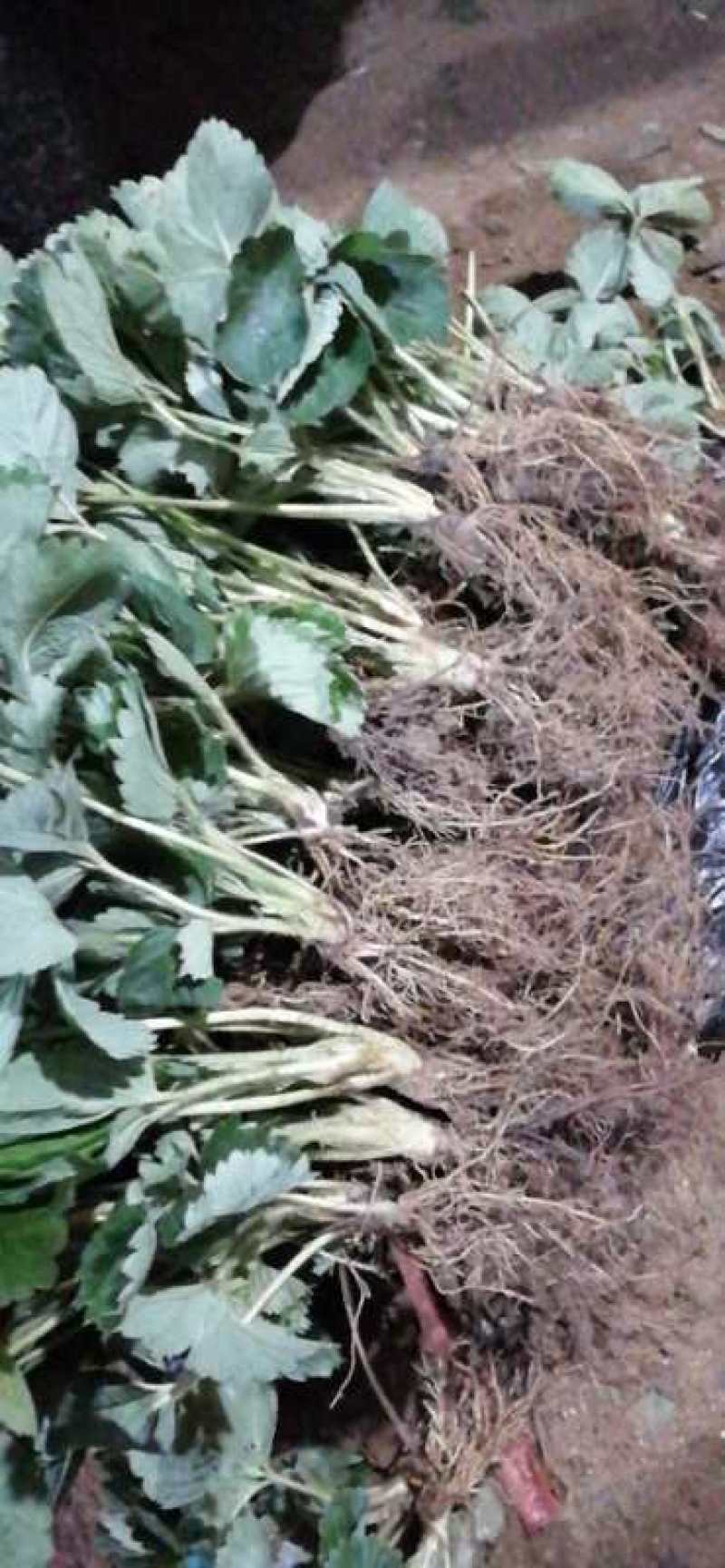 基地直销优质草莓苗章姬草莓苗批发奶油草莓苗价格