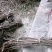 【精选】高产驯化连翘苗产地发货量大从优有需详谈视频看货