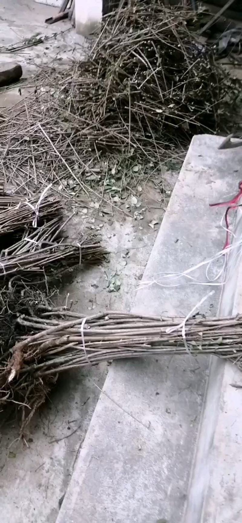 【精选】高产驯化连翘苗产地发货量大从优有需详谈视频看货