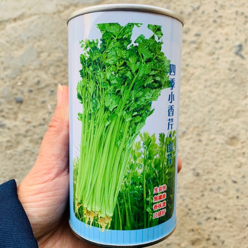 四季速生黄嫩小香芹种子纤维少直立性强清香实心芹菜种子