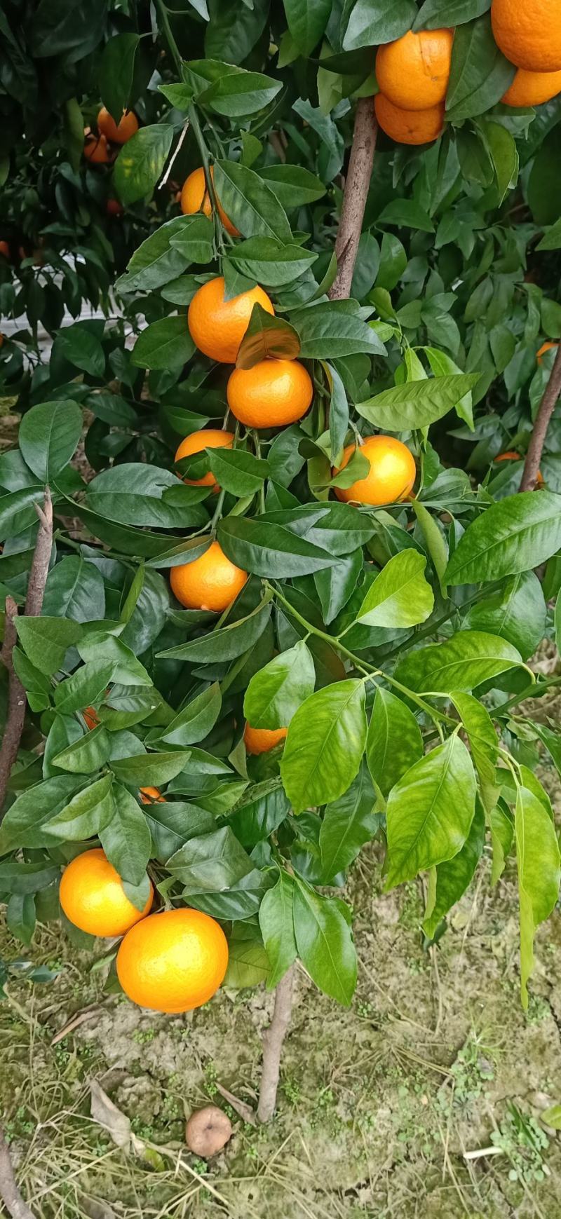 广西沃柑，果面干净，红皮薄，汁多，欢迎咨询