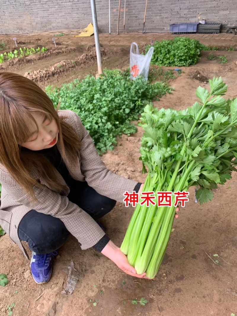 文图拉西芹种子国外引进原种繁育叶柄实心纤维少黄绿芹菜种子