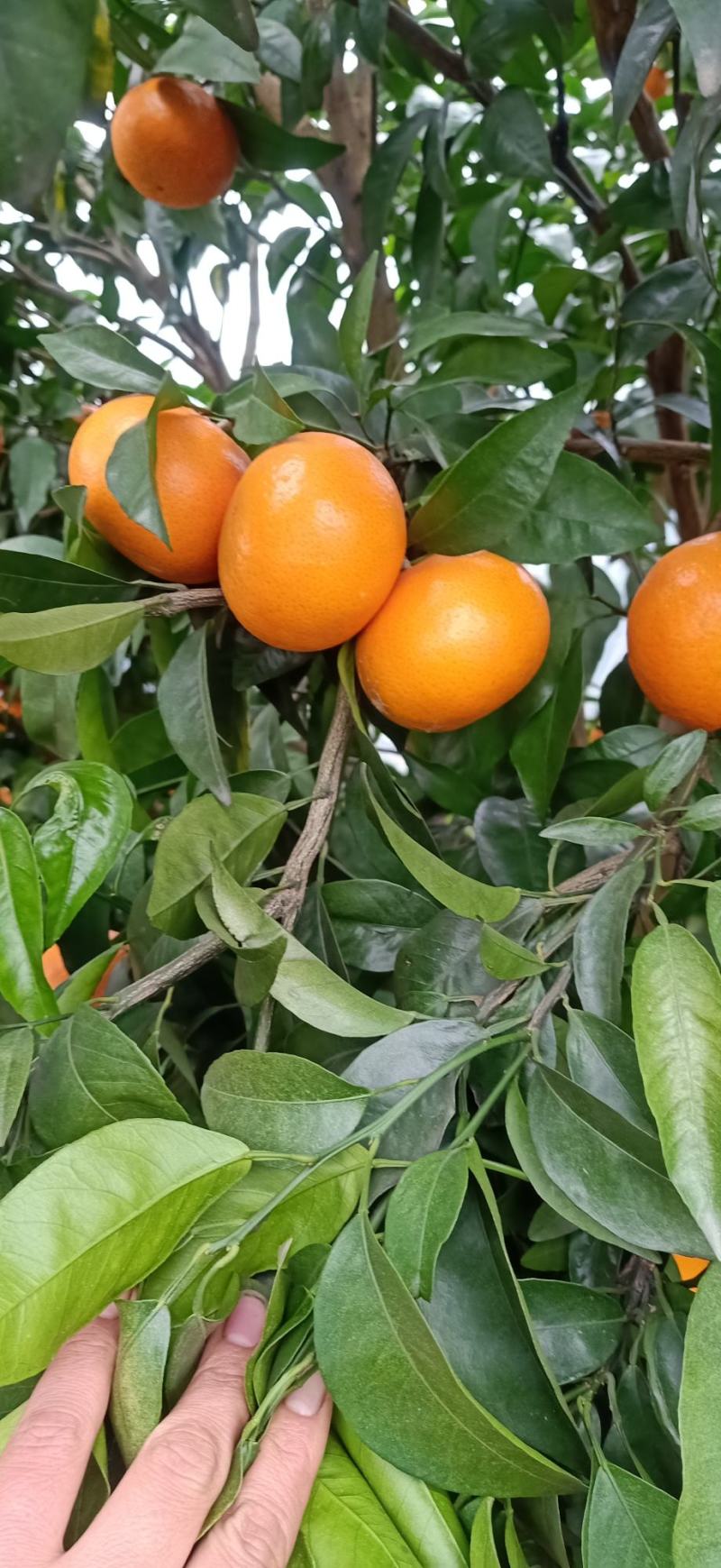 广西沃柑，果面干净，红皮薄，汁多，欢迎咨询