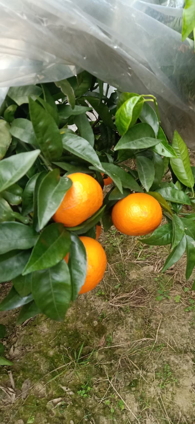 广西沃柑，果面干净，红皮薄，汁多，欢迎咨询