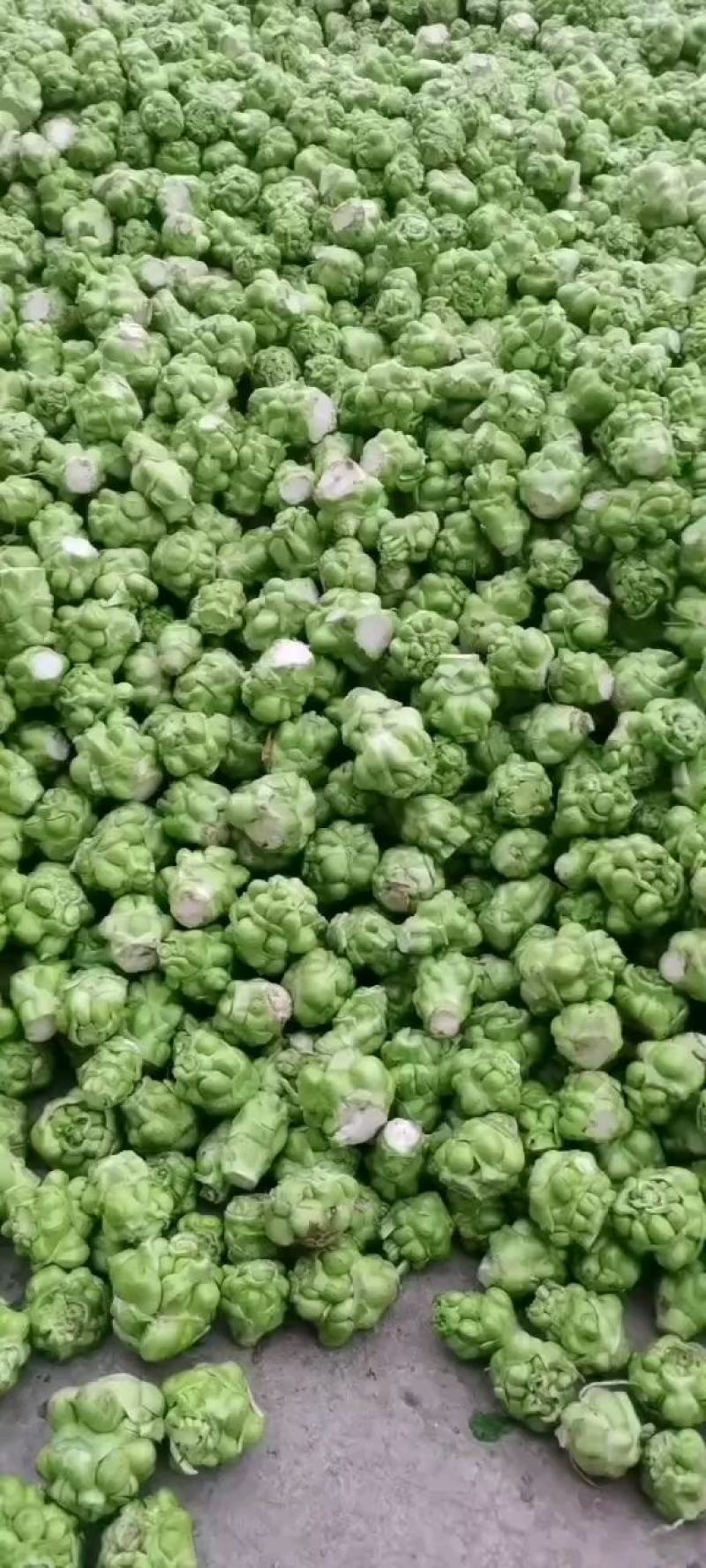散户种植乌江榨菜涪陵榨菜鲜菜四川榨菜浙江榨菜