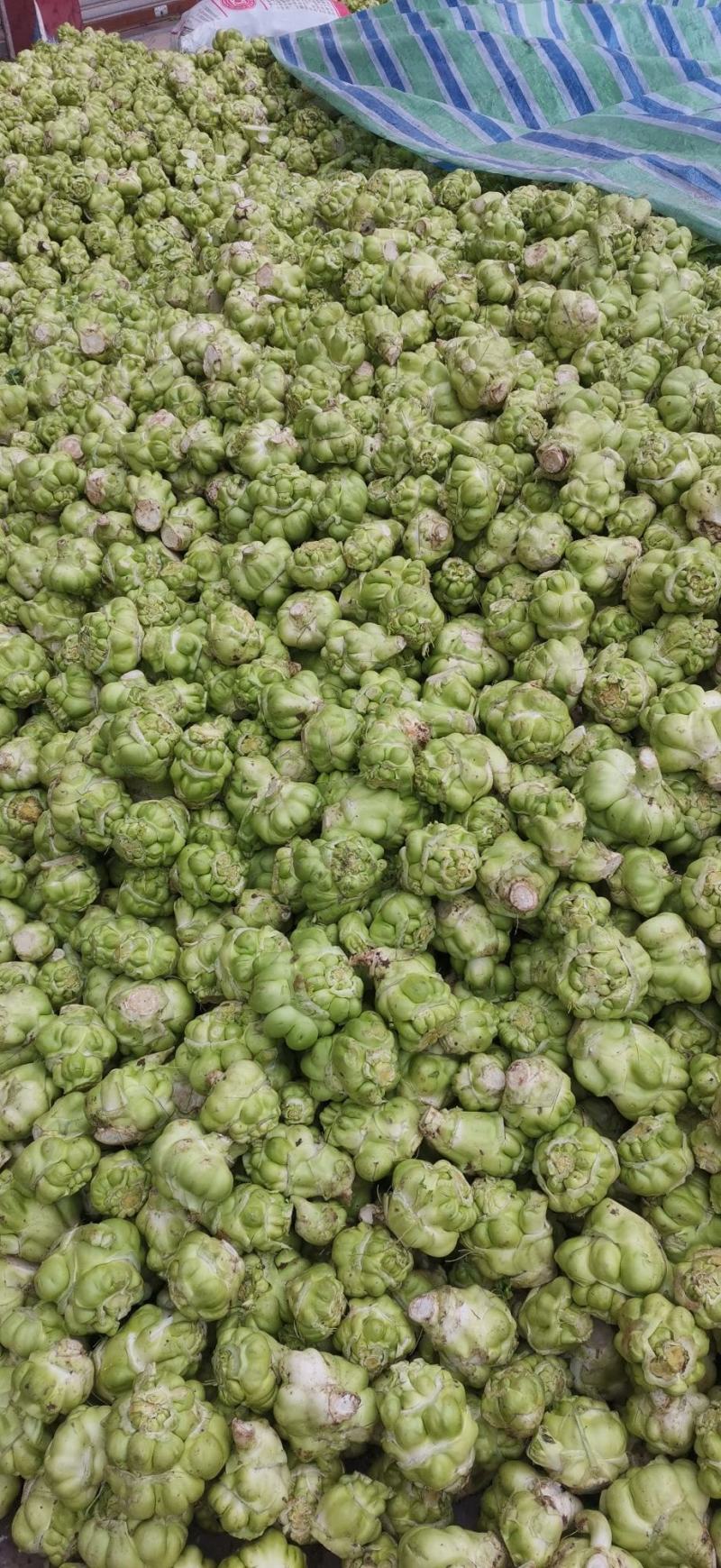 散户种植乌江榨菜涪陵榨菜鲜菜四川榨菜浙江榨菜