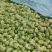 散户种植乌江榨菜涪陵榨菜鲜菜四川榨菜浙江榨菜
