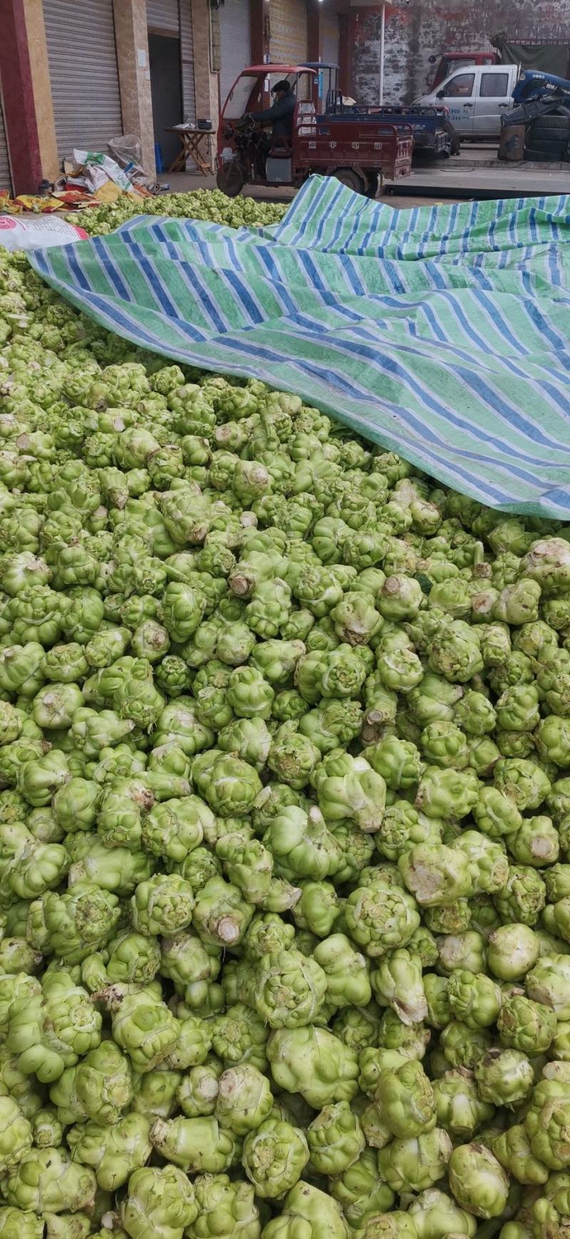 散户种植乌江榨菜涪陵榨菜鲜菜四川榨菜浙江榨菜