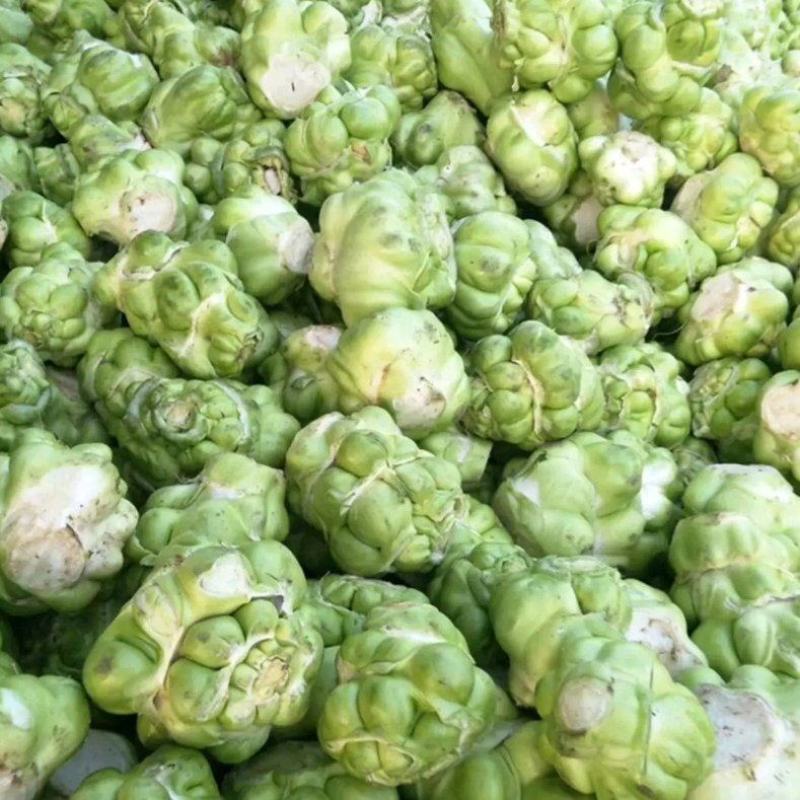 散户种植乌江榨菜涪陵榨菜鲜菜四川榨菜浙江榨菜