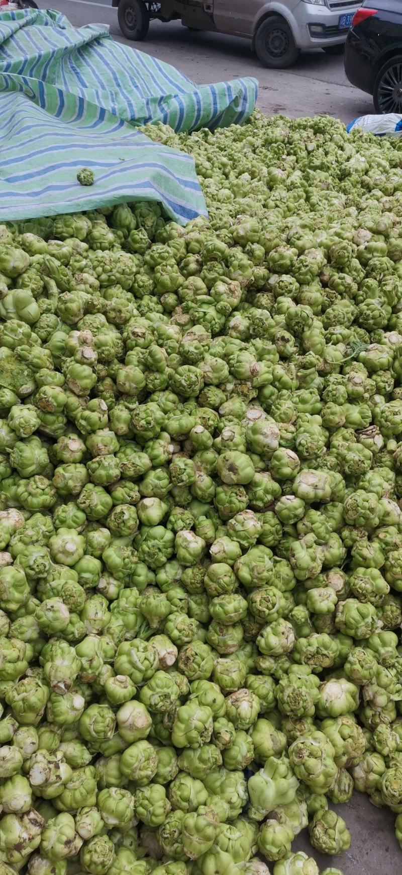 散户种植乌江榨菜涪陵榨菜鲜菜四川榨菜浙江榨菜