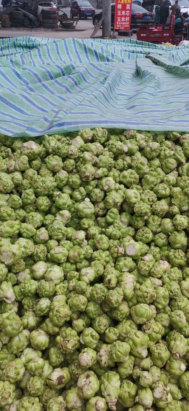 散户种植乌江榨菜涪陵榨菜鲜菜四川榨菜浙江榨菜