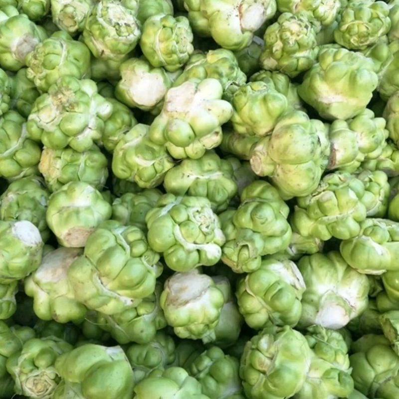 散户种植乌江榨菜涪陵榨菜鲜菜四川榨菜浙江榨菜