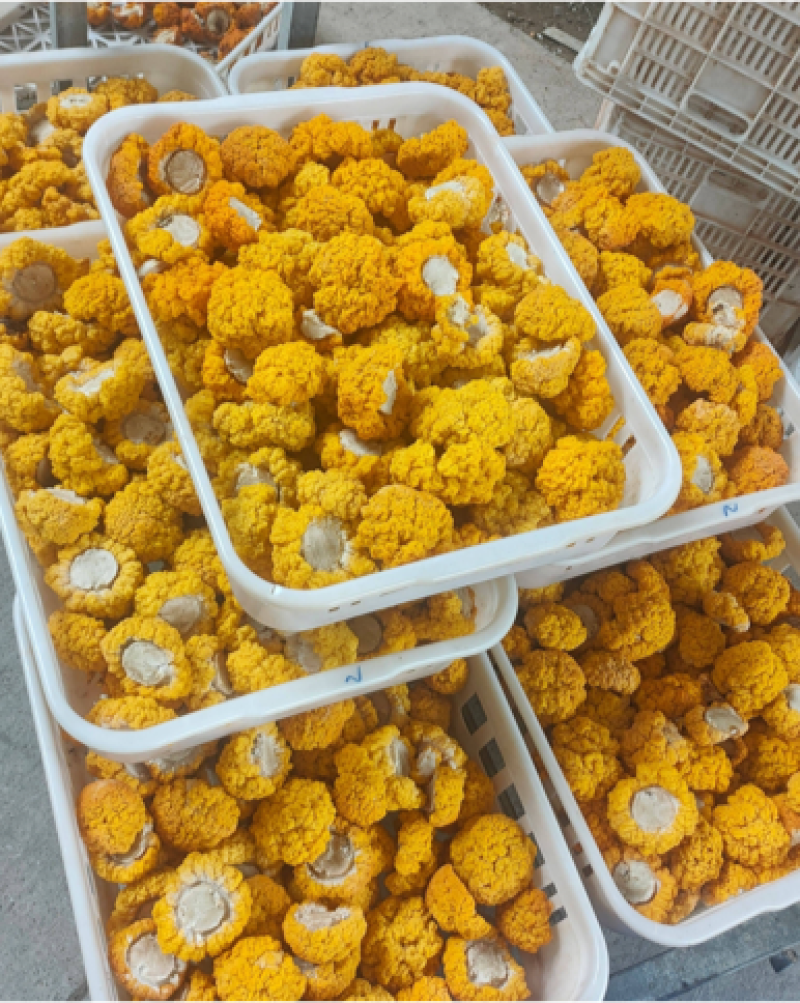 金耳菌种，金耳菌棒出菇菌棒，提供技术支持。量大可谈