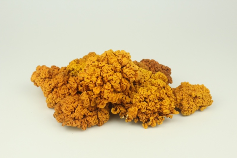 金耳菌种，金耳菌棒出菇菌棒，提供技术支持。量大可谈