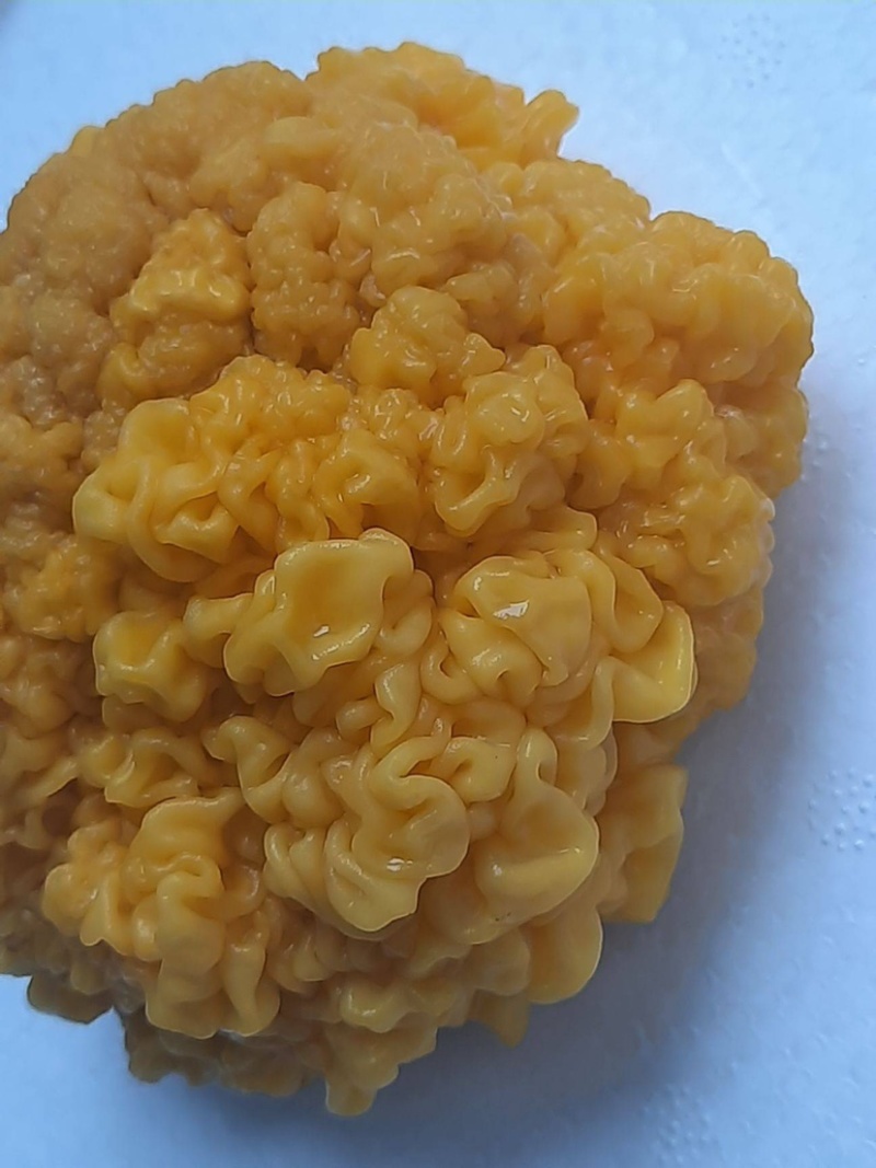 金耳菌种，金耳菌棒出菇菌棒，提供技术支持。量大可谈