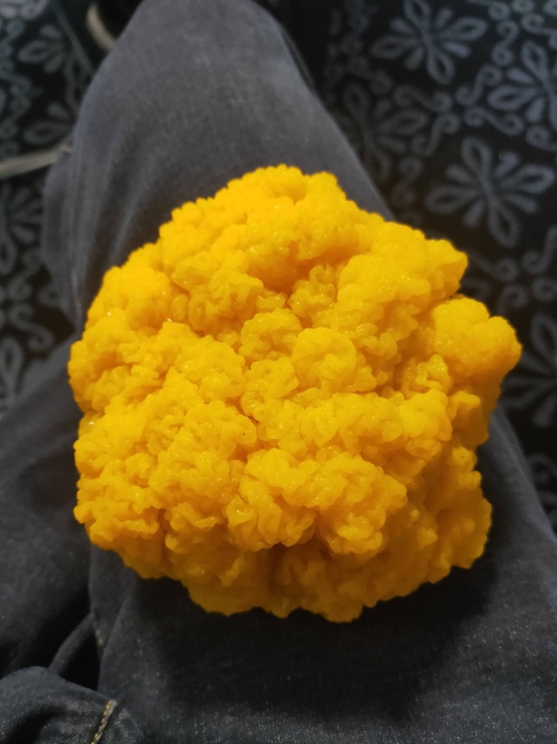 金耳菌种，金耳菌棒出菇菌棒，提供技术支持。量大可谈
