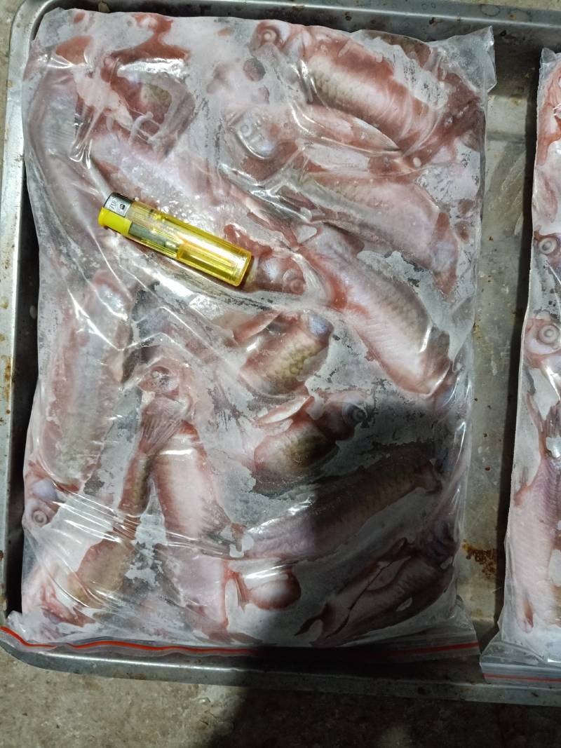 洪湖土鲫鱼，无腥味，去鳞，去腮，去内脏，速冻加工产品