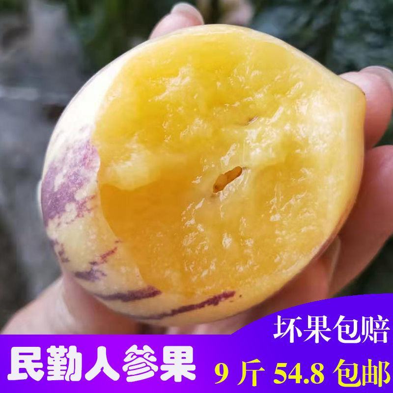 甘肃民勤特产人参果水果