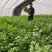 叶柄实心嫩白色芹菜种子香味浓鲜美，白西芹种子芹菜种籽