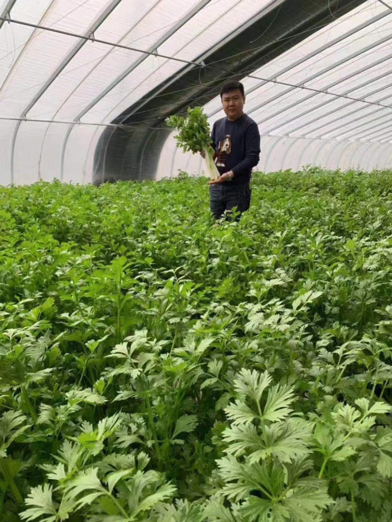 叶柄实心嫩白色芹菜种子香味浓鲜美，白西芹种子芹菜种籽