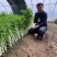 叶柄实心嫩白色芹菜种子香味浓鲜美，白西芹种子芹菜种籽