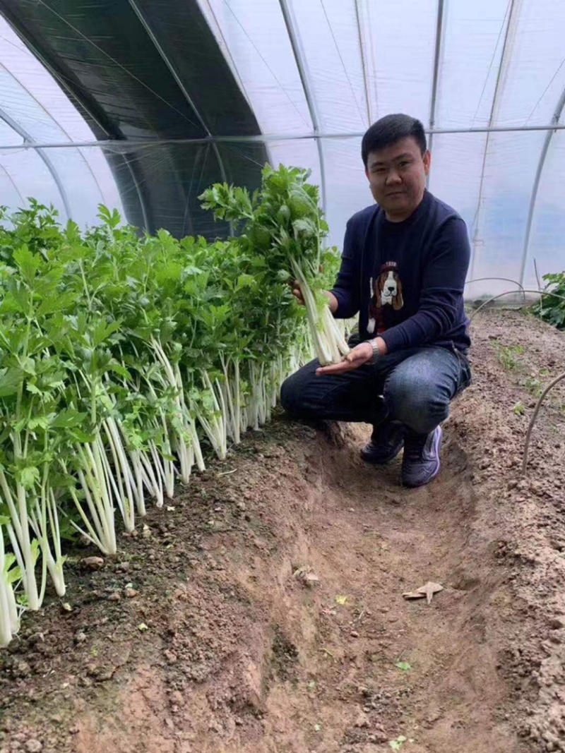 叶柄实心嫩白色芹菜种子香味浓鲜美，白西芹种子芹菜种籽