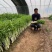 叶柄实心嫩白色芹菜种子香味浓鲜美，白西芹种子芹菜种籽