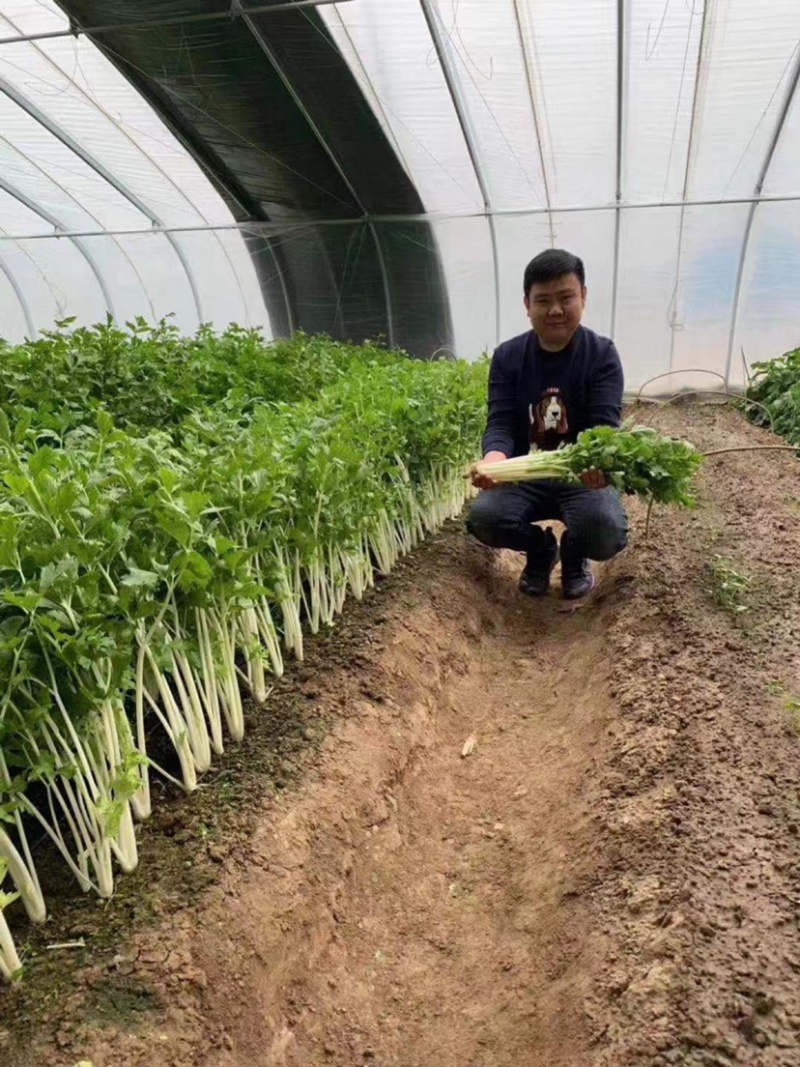 叶柄实心嫩白色芹菜种子香味浓鲜美，白西芹种子芹菜种籽