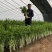 叶柄实心嫩白色芹菜种子香味浓鲜美，白西芹种子芹菜种籽